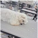 퍼피살롱 이미지