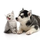 강아지와 고양이 이미지