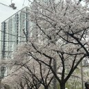 오향돈돼지 : 성북천 벚꽃 삼겹살 명소 내돈내산 후기