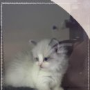 버디독 강아지분양 고양이분양 안심분양센터 인천점 이미지