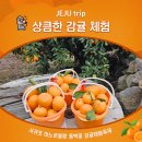 지인농원 | 제주 서귀포 감귤체험 농장 후기 - 12월에는 마노르블랑 (feat 트로이테마농원)