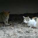 딩동댕동 이미지