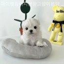 마이펫 강아지분양 고양이분양 대구점 이미지