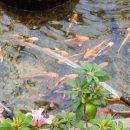 바우바우 이미지