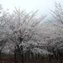 봉황산 공원 이미지