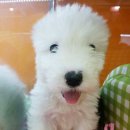 아기강아지 이미지