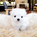 코코독(cocodog) 이미지