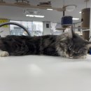 캣츠앤몬스터 이미지