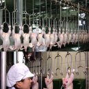 한라육계영농조합법인 이미지