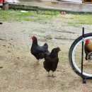 지토농장 이미지