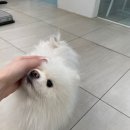 베리굿동물병원 네이버블로그