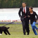 퍼스트독 이미지