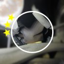 이시아오토리페어 이미지