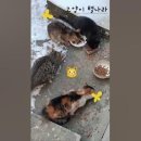 길냥이 이야기/아기 고양이/겨울나기/Street cats(설명참조) 이미지