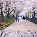 서울 데이트코스 중랑천 벚꽃길 나들이 벚꽃개화시기 궁금 이미지