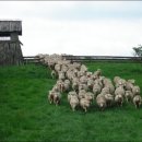 산성가축 이미지