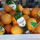 자몽 안경원 이미지