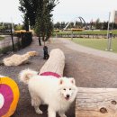 캘거리 다운타운 이스트빌리지 도그파크 East Village Dog park 강아지공원 솔직후기