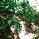 서귀포자연휴양림1 이미지