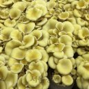 호산육종 이미지