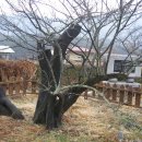 매화1 이미지