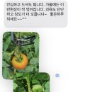 네이버 농라 직거래장터 후기 (서리태,김치, 곰탕, 찰토마토, 도라지배즙)