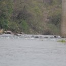 달천계곡 하류 이미지