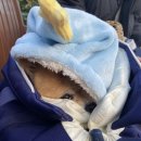 호두데이 이미지