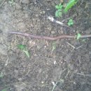 노루땅농장 이미지