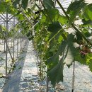 터골농원 이미지