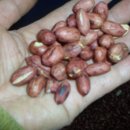 뻥튀긴 방앗간 이미지