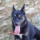 총알돼지 이미지