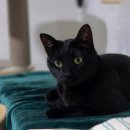 이쁘냥 고양이 미용실 이미지