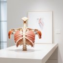 구로삼성정형외과의원 | 어깨 관절 강화에 도움이 되는 체계적 접근법