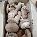 연님아빠님의 표고버섯~👍 이미지