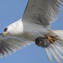 쉐쉐 오야봉이 그렇게나 전용기를 타고 싶었던가 -- 이미지