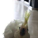 몽퍼피 이미지
