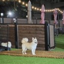 도그와트 이미지