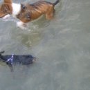 마리애견 이미지