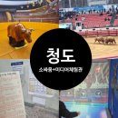 소싸움테마파크 | 청도 소싸움미디어체험관 테마파크 대구근교 아이와 실내 청도 소싸움 일정