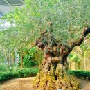 (11/19)프랑스자수 꽃자수 파우치 만들기 | [경기도 부천] 부천 수피아 식물원 후기 | 4월 봄나들이 추천 실내 데이트 코스