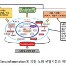첨단과학으로 풀어보는 노화의 기전과 제어 전략 이미지