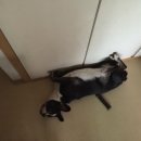 oh my dog(오마이독) 이미지