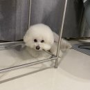 맛있개도 냥냥’ 반려동물 수제간식 만들기 | 강아지 용품을 공구로! 반려동물 커머스 펫플레이란?