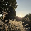 최성필 소금구이 앞 횡단보도 | 🇰🇷 🇩🇪 독일 살다가 한국 오면 느끼는 역문화충격 6탄