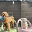 런독 이미지