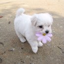 멍뭉이 이미지