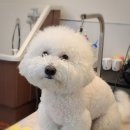 그루밍 펫 뷰티샵 이미지