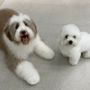 하울팟 위례점 이미지