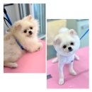 그루밍 샵 제제 이미지